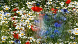 **Не рвите цветы, не рвите** песня Антонова Юрия