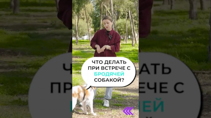 Что делать при встрече с Бродячей Собакой? #ЛавГав