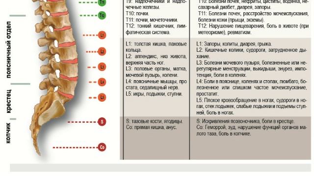 12 программ CERAGEM Master V3