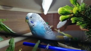 Подготовка к разведению волнистых попугаев.