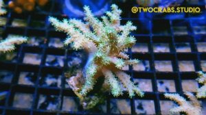 Синулярия. Sinularia.