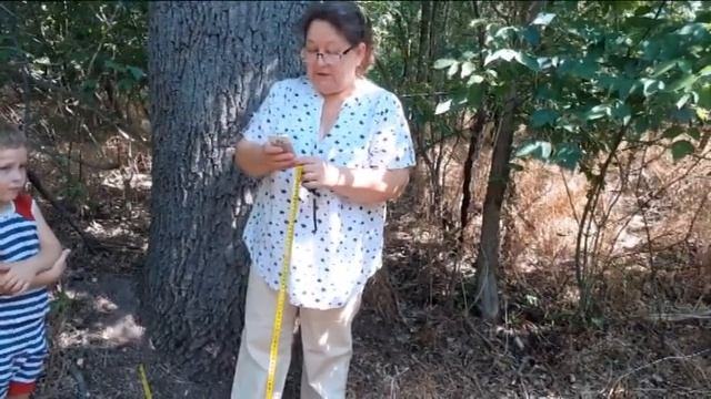 Решили узнать возраст дуба в хуторе и ахнули, проведя расчеты. смотреть онлайн