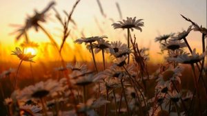 "Погадаю на ромашке". Авторская песня Евгении Шутовой.