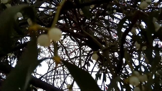 ОМЕЛА: ягоды, плоды на Дереве, видео 2017 смотреть онлайн