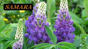 Ботанический сад. Самара. Люпины. Июнь 2022.  Botanical Garden. Samara. Lupines. June 2022.