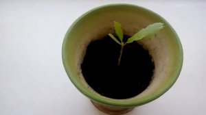 Дуб проросший из жёлудя