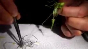 Паразиты в кузнечиках