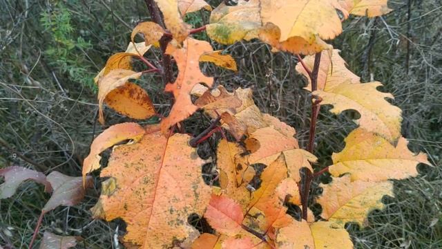 15 ноября праздник Акиндин и Пигасий . Народные приметы и традиции смотреть онлайн