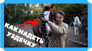 КАК НАДЕТЬ УЗДЕЧКУ НА ЛОШАДЬ