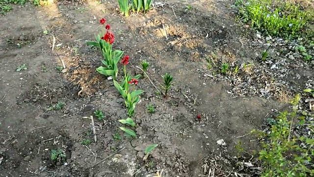 НЕ ВЫБРАСЫВАЙТЕ СТАРЫЙ ШИФЕР!!! ОГРАЖДЕНИЕ ДЛЯ ЦВЕТНИКА. СВОИМИ РУКАМИ. ПЕРЕДЕЛКА. #DIY. 9