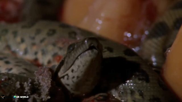 Anaconda vs Reticulated Python - कौन जीतेगा ? Anaconda and Python Fight ,who will win|Know Our Worl смотреть онлайн