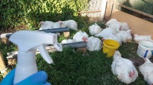 Избавляюсь от запаха помёта легко и дёшево в курятнике, в загоне, на выгуле.
