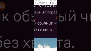 игрок 838392. Кто такой он?Страшный миф с википедий чикен гана