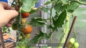 ? Томат Де Барао черный| Растение с отличной энергией роста