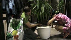 Пересадка большой Юкки