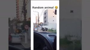 Подборка смешных видео для мобильных/Баребушки М #14/приколы/видосы/кубы