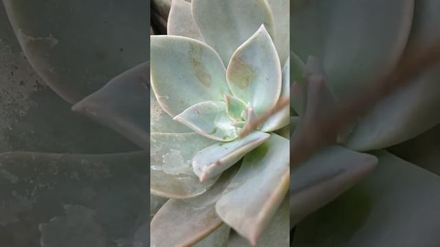 Water Drop on Leaf | Beautiful Succulent смотреть онлайн