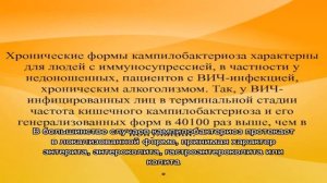 У кошки кампилобактериоз