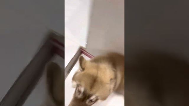 Our Monkey 🙉 este! Chanel Loves Banana 😂 смотреть онлайн