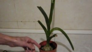 Адский корень.Индийский лук. Птицемлечник...