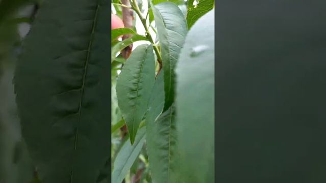 Персик Донецкий ранний смотреть онлайн