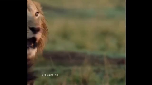 Gucci_music_Но я лев смотреть онлайн