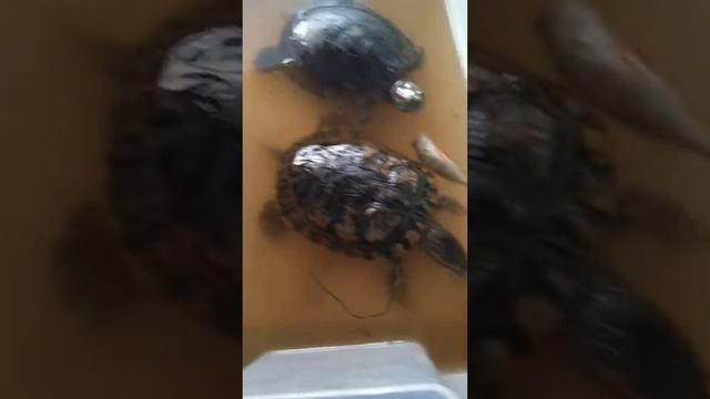 Вот почему нельзя держать "красноухих черепах" в общем аквариуме с рыбками