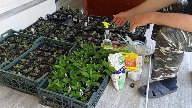 Рассадил черенки по горшочкам. Что дальше? 07.06. смотреть онлайн