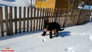 Провизшие пясти собак ! Дисплазия ..