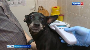 ГТРК СЛАВИЯ Чипирование собак 05.09.24