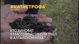 Тысячи пчелосемей погибли в Алтайском крае