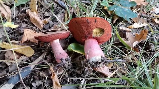 FP. Засуха, но дубовики крапчатые прут. смотреть онлайн