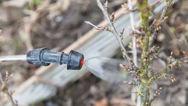 Как побороть Крыжовникового Пильщика Чем обработать Кусты весной и навсегда забыть об этом вредител смотреть онлайн