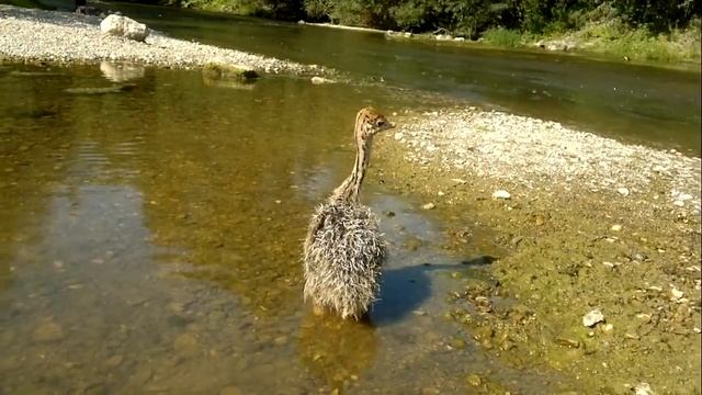 Маленький страусенок! смотреть онлайн