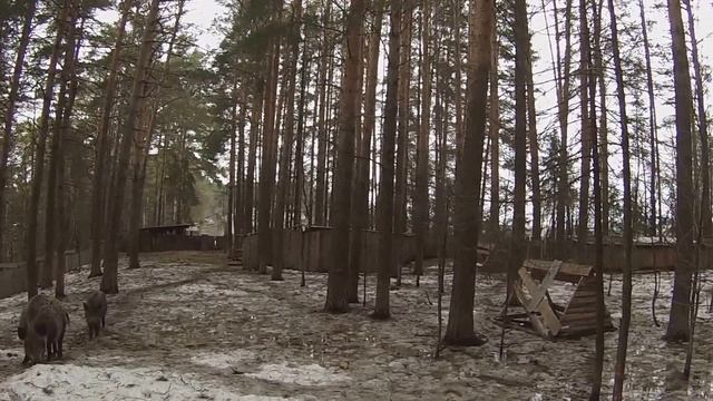 Встреча с Кабаном не в диких условиях . Кормим кабанов хлебом смотреть онлайн