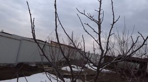 ОБРЕЗКА желтой СЛИВЫ. Весной минимум обрезки, если летом максимум внимания.