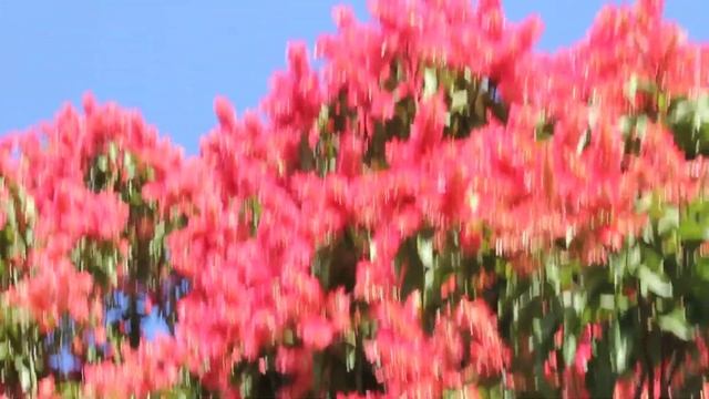 Tulip Tree With Flowers / Цветущее Тюльпанное Дерево смотреть онлайн