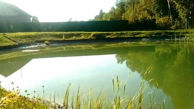 Осетровые. Как они изменились за три недели после их пересадки в малый пруд. смотреть онлайн