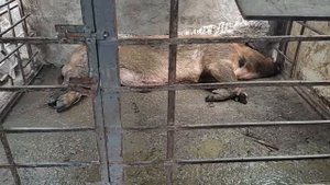 ⏯️Кормлю скромно - результатом доволен ❎ Через сколько дней приходят в охоту свиньи повторно