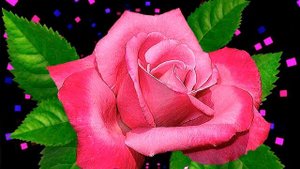 С днем розы   2 июня