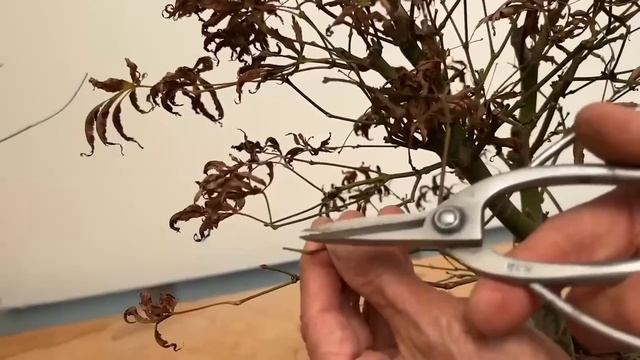 Hot Summer Tips: How to Fix Scorched Bonsai Leaves смотреть онлайн