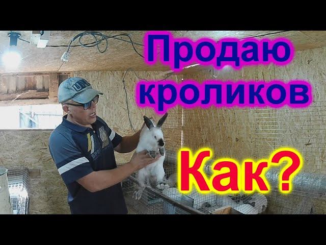 Как я продаю кроликов !!!! Породистые кролики!!! Мои критерии!!!