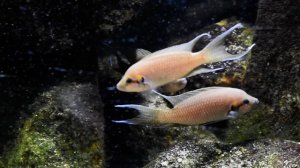 Принцесса Бурунди.  Rybac.