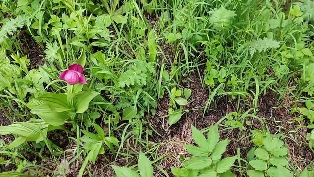 Заповедные сибирские орхидеи (04.06.2021) - часть 1