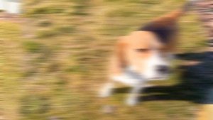 ШЕРЛОК ВЫИГРАЛ БОЛЬШУЮ НОГУ. БРОС ШОУ ПЕТ