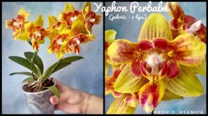 Phal. Yaphon Perbalm (peloric - 3-lips) ?Желтая орхидея трилипс | Яркий восковой фаленопсис | Обзор