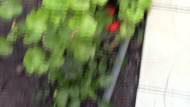 Пеларгония на улице..mp4 смотреть онлайн