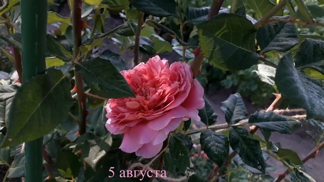 ✿➽ Новые розы в саду 2022 часть 3 смотреть онлайн