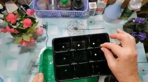 ГИПОЭСТЕС В ЦВЕТНИКЕ.ЧЕРЕНКУЕМ ГИПОЭСТЕС.