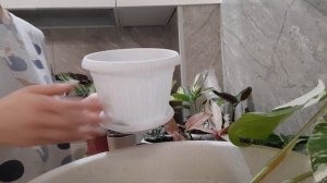 /Что делать с Монстерой Альба?/Пересадка,уход/?